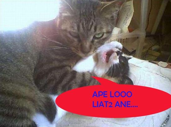 KETAHUAN MESUM,.. MALAH MLOTOT,....