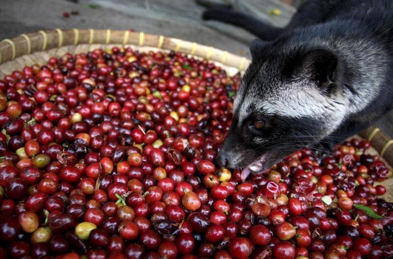 Kopi Luwak Indonesia, kopi dengan citarasa premium dan termahal di dunia