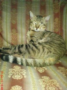 Ini Kucing (lokal) ku, mana kucingmu ..!!!!! :D