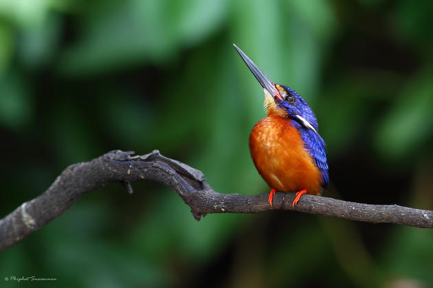 SAAT BURUNG KINGFISHER BIRU, MEMBURU IKAN