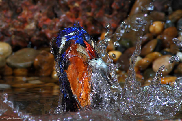 SAAT BURUNG KINGFISHER BIRU, MEMBURU IKAN