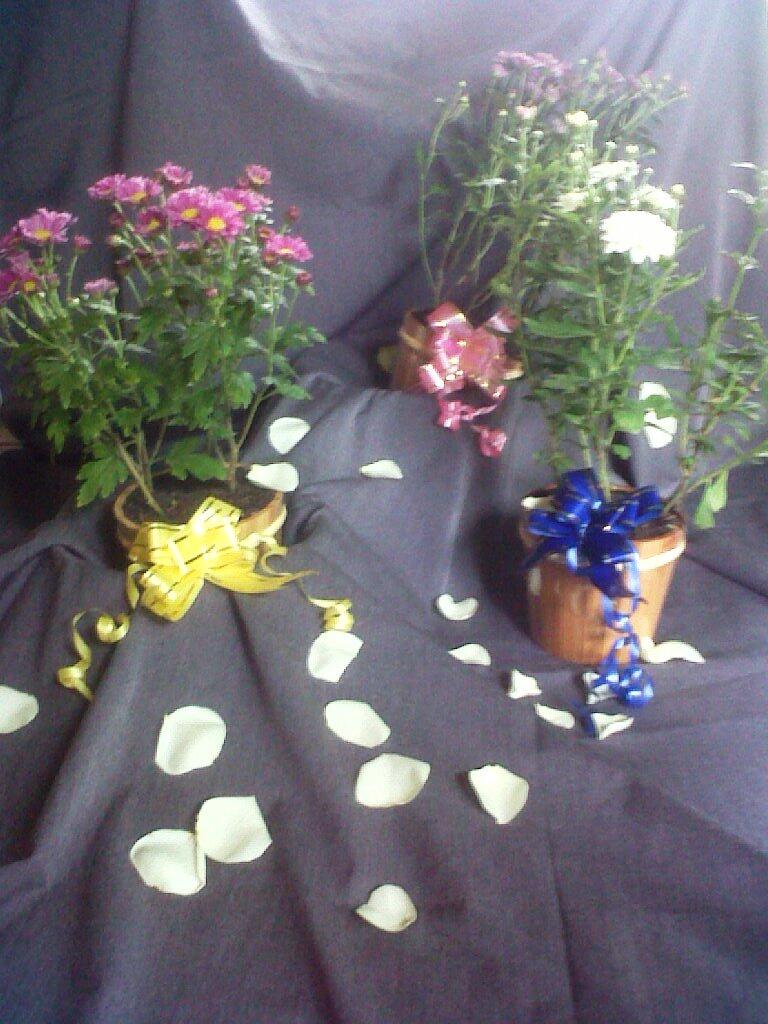 Birthday Anniversary Graduation Gift Krisan Mini Pot