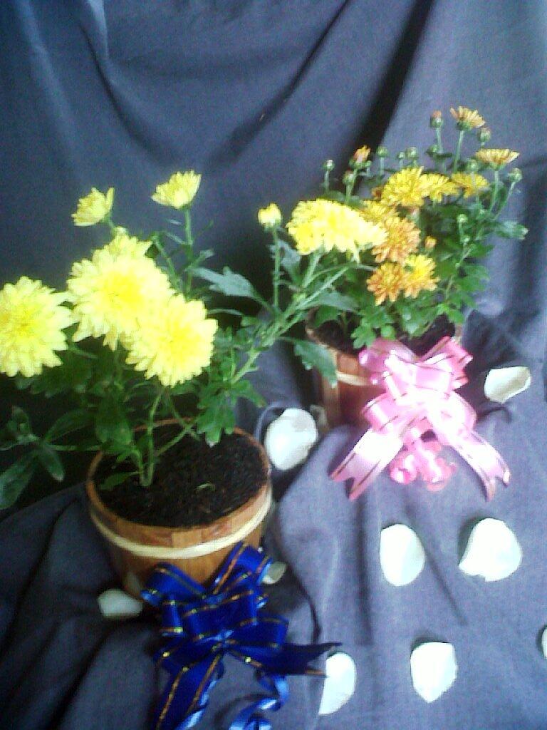 Birthday Anniversary Graduation Gift Krisan Mini Pot