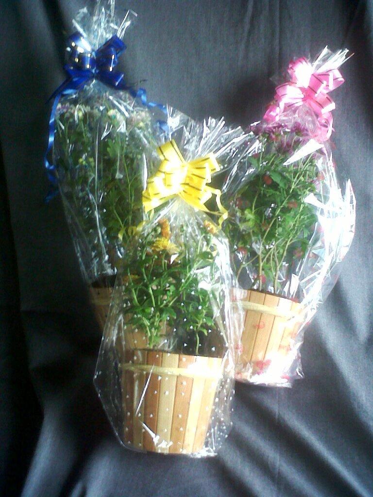 Birthday Anniversary Graduation Gift Krisan Mini Pot