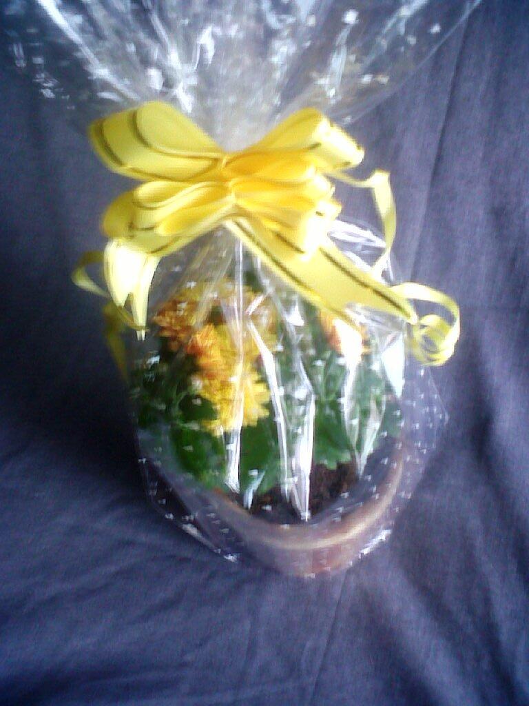 Birthday Anniversary Graduation Gift Krisan Mini Pot