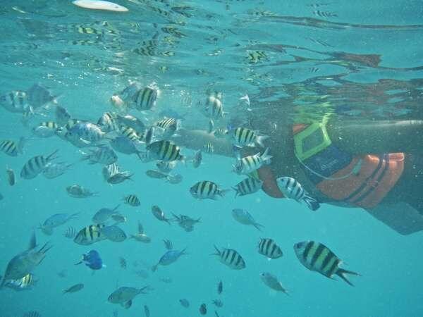 Pulau Pari, Bagaikan Surga di Lepas Laut Jakarta