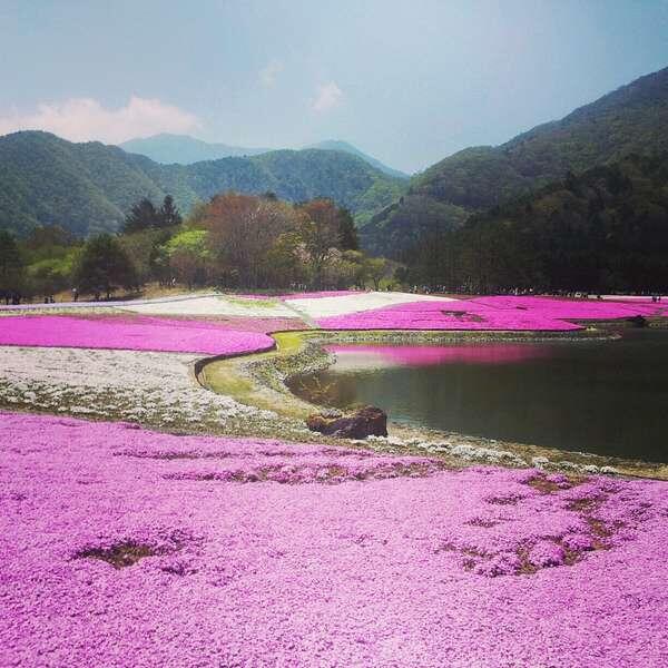 Wow! Kaki Gunung Fuji Berubah Pink Saat Festival Bunga Sakura