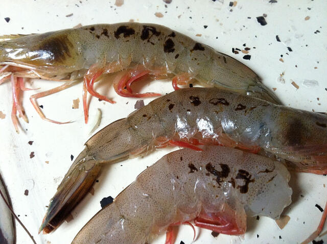 Noda Hitam (Black Spot) pada Udang