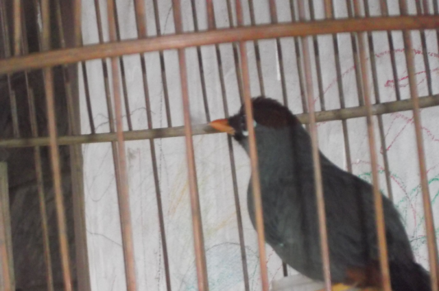 burung poksay mandarin bekasi
