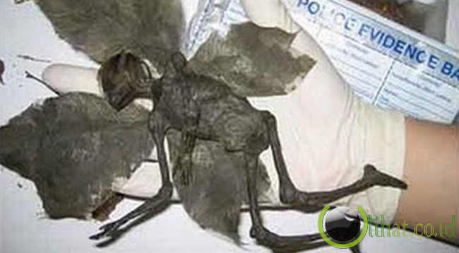 5 Binatang Aneh Berbentuk Manusia