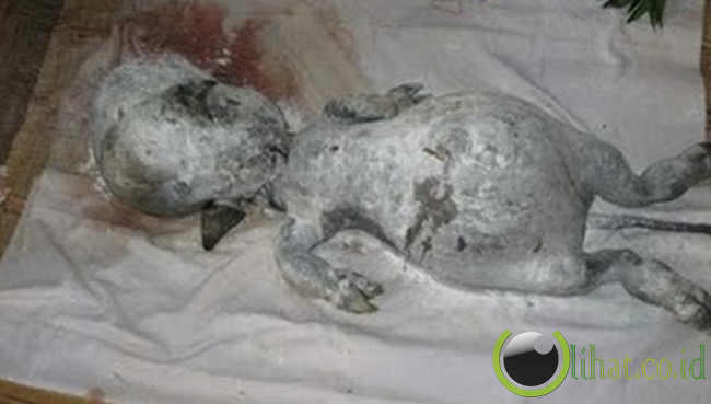 5 Binatang Aneh Berbentuk Manusia