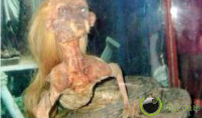 5 Binatang Aneh Berbentuk Manusia