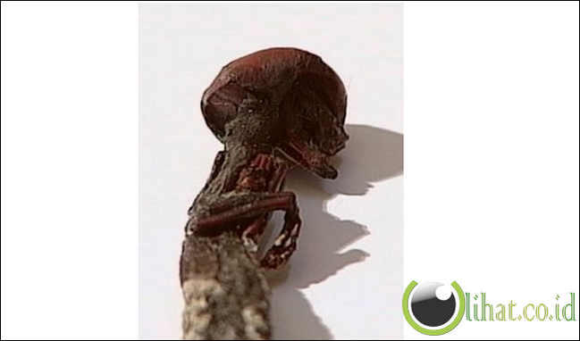 5 Binatang Aneh Berbentuk Manusia