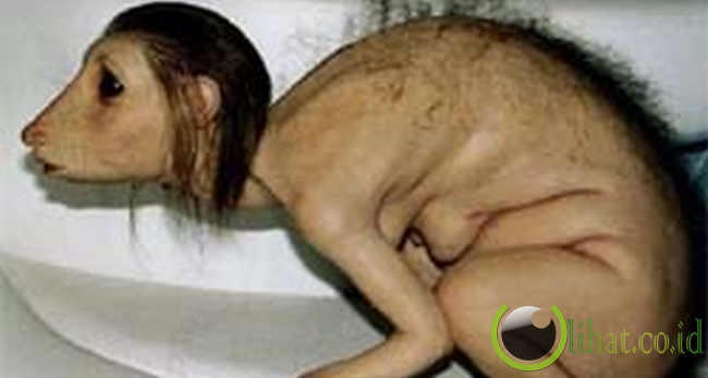 5 Binatang Aneh Berbentuk Manusia