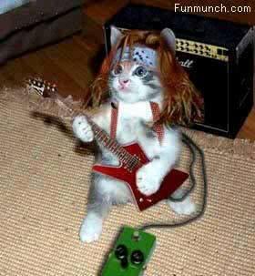 Kucing ane gan