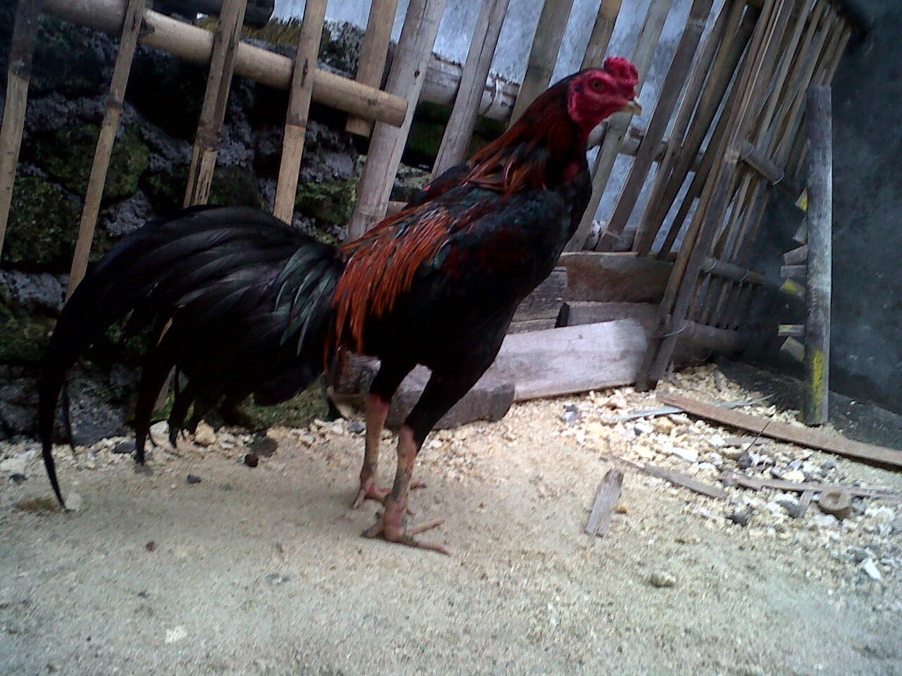 Ayam Bangkok Petarung