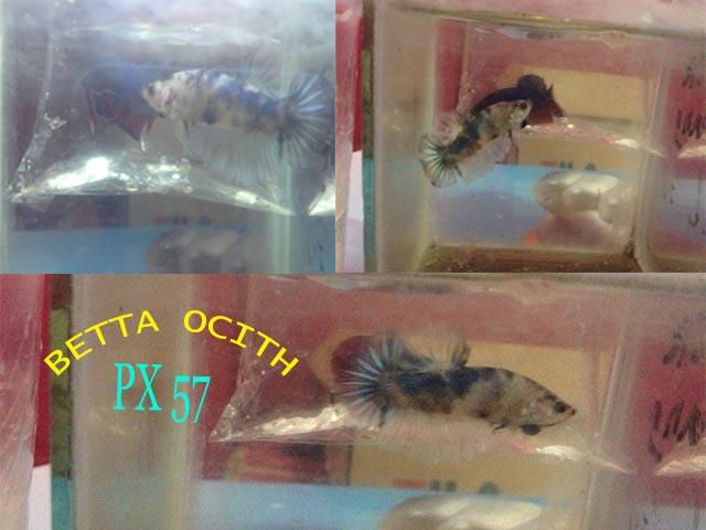 CUPANG MARBLE MURAH