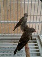 Terjual Burung Sanger Sepasang Umur 6bln Kaskus