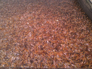 SUPLIER IKAN KARAMBA (NILA MERAH, BABY FISH, MUJAIR, GURAME)