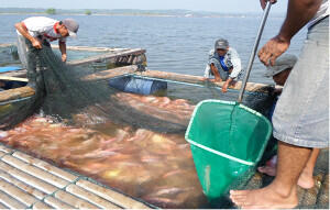 SUPLIER IKAN KARAMBA (NILA MERAH, BABY FISH, MUJAIR, GURAME)