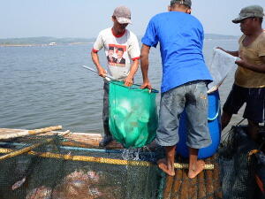 SUPLIER IKAN KARAMBA (NILA MERAH, BABY FISH, MUJAIR, GURAME)