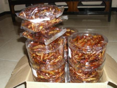 Belalang Goreng kriuk super murah gurih, bergizi dan HALAL