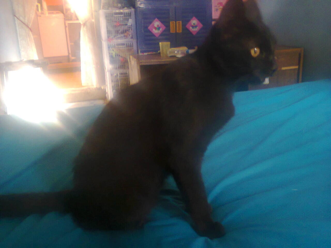 Kelakuan Kucing ane gan :ngakak