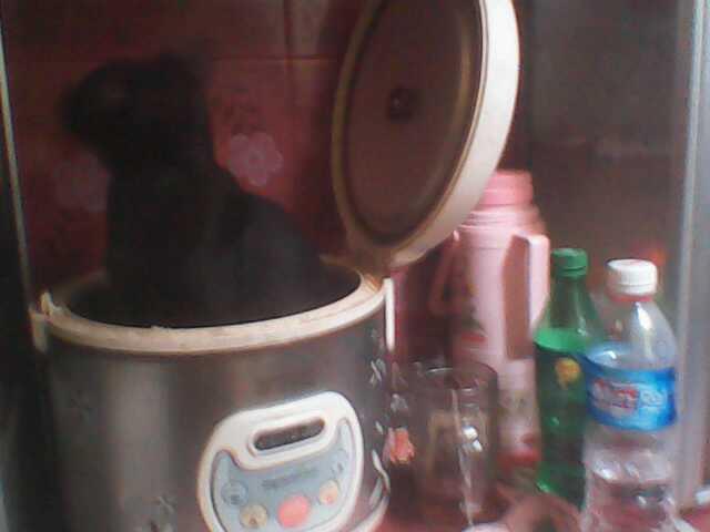 Kelakuan Kucing ane gan :ngakak