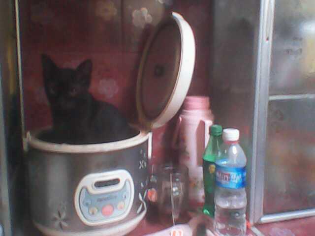 Kelakuan Kucing ane gan :ngakak