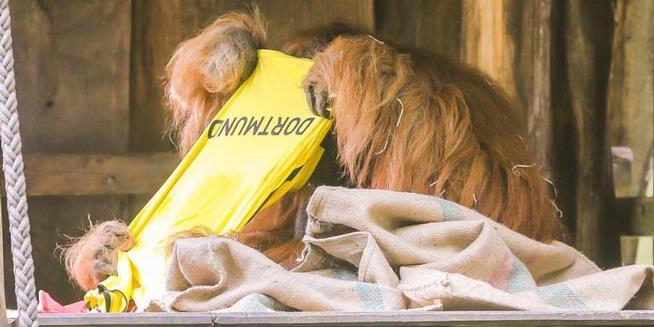 Orangutan Memprediksi Dortmund Juara Eropa