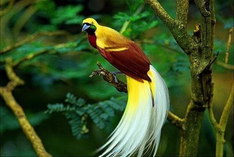 Tarian "Burung Surga" Cendrawasih