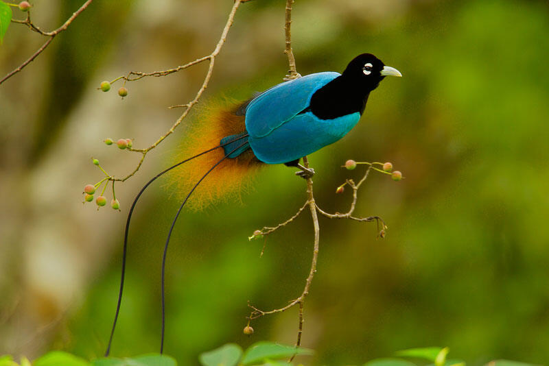 Tarian "Burung Surga" Cendrawasih