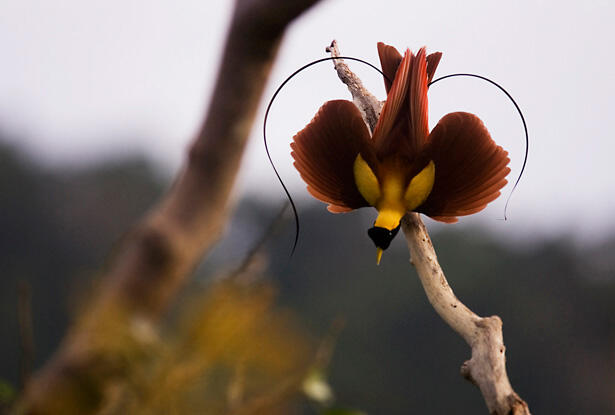 Tarian "Burung Surga" Cendrawasih