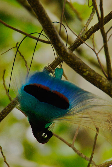 Tarian "Burung Surga" Cendrawasih
