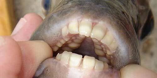 Hati-hati, Ada Ikan Pemakan Testis Pria!