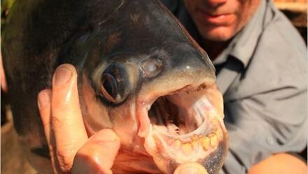 Hati-hati, Ada Ikan Pemakan Testis Pria!