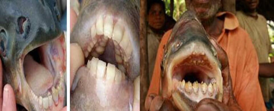Hati-hati, Ada Ikan Pemakan Testis Pria!