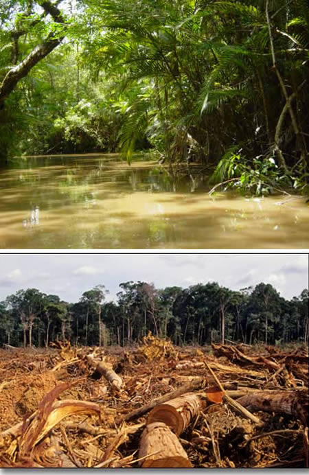 10 Dampak Dari Global Warming