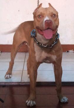 pit bull com red nose