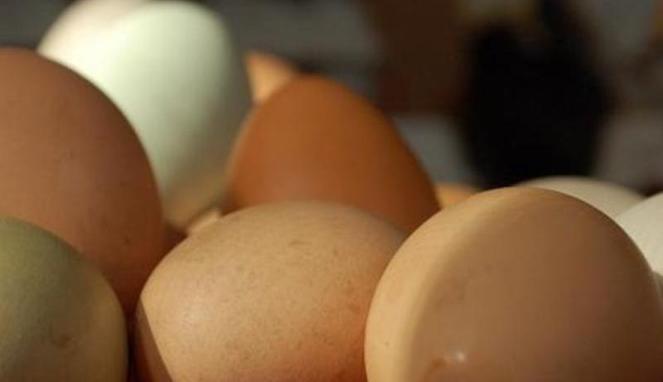 Sebentar lagi Telur Ayam Digantikan dengan Telur Buatan