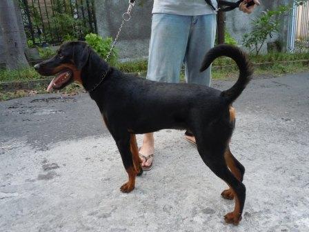 Terjual Jual Anak Anjing Mix Doberman Dan Rottweiler Semarang Kaskus