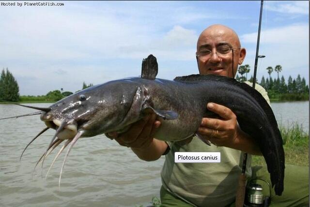 Jean Francois Helias, pemancing terkemuka di dunia..&#91;gallery ikan predator&#93;