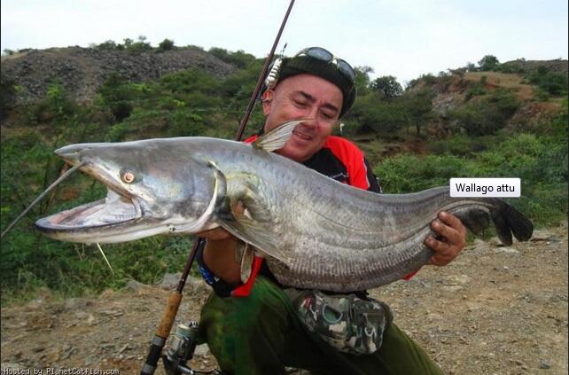 Jean Francois Helias, pemancing terkemuka di dunia..&#91;gallery ikan predator&#93;