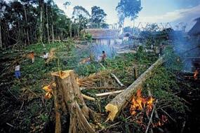 forest before after , recycle?