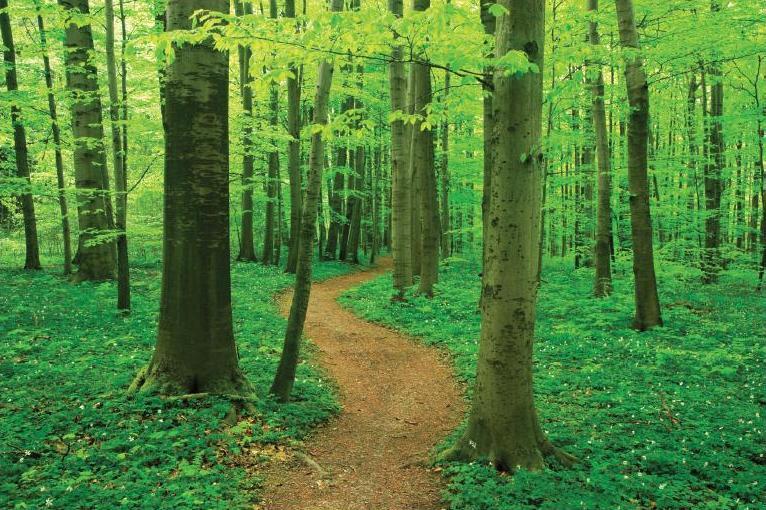 forest before after , recycle?