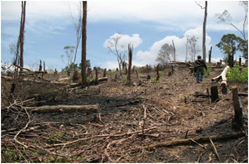 forest before after , recycle?