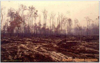 forest before after , recycle?