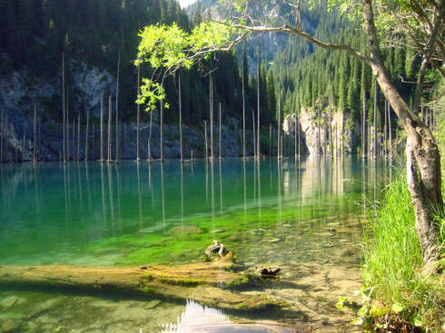 Ajaib! Ada Hutan di Bawah Danau Kazakhstan