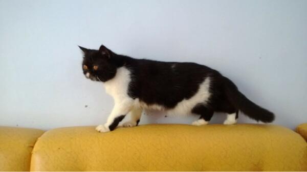Terjual Kucing Persia pekenose extreme, red tabby, shorthair  KASKUS