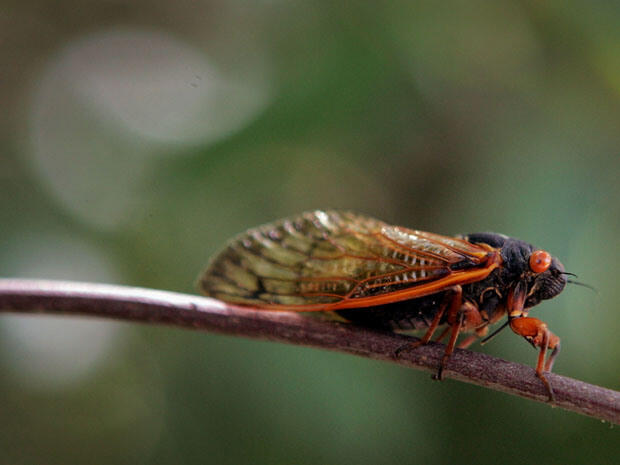 Swarmageddon: Amerika bersiap Hadapi Serbuan Tonggeret